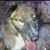 Cherie Stockwell's profile image