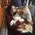 Hannah Brooke-Bellairs Lovell's profile image