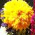 Pat Chun Taite's profile image