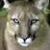 Al Puma III's profile image