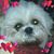 John Candler's profile image