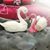 Stacey Springer's profile image