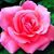 Ramona Edwards's profile image