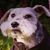 Dawn Bredimus's profile image