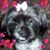 Stacy Hanayik's profile image