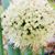 Brenda Gill Allegrezza's profile image