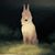 Alhan Isoldi's profile image