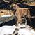 Susannah Ovitz Mitchell's profile image