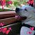 Tabitha Comardo's profile image