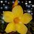 Patty Loiacono's profile image