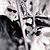 Stacey Vinas's profile image