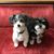 Mary Rowell Hawkins's profile image