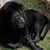 Debbie Trabert's profile image