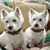 Bruce A Bouley's profile image