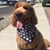 Rosemary Fiumara's profile image