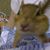Liza Gorshe's profile image