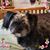Anne Jamieson Funamura's profile image