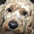 Tim Blaski's profile image