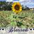Marie Spahn-Cucchiaro's profile image
