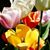 Stella Whitney's profile image