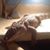Anthony Bonfiglio's profile image