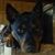 Jordie Cotton-Rose's profile image