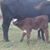 Carl T. McNichols's profile image