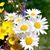 Denise Roberts's profile image