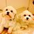 Peggy Wojciechowski-flores's profile image