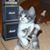 Loren Hadenfeldt's profile image