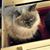 Andrew France's profile image