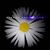 Amy Tibbetts Berry's profile image
