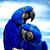 Quilino Capetillo's profile image