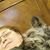 Sharon Chaney's profile image