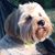 Dawn Dobbins's profile image