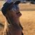 Heather Desmarteau-Fast's profile image