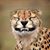 Lauren Le Gier's profile image
