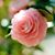 Lamiaa Ibrahim's profile image