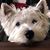 Julie Hentges Winkler's profile image