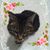 Jeannine Spencer's profile image