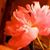 Michelle Romero's profile image