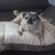 Chuly Rodeiro's profile image