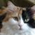 Clayton Heapes's profile image