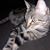 Karin Stolyar's profile image