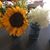 Nancy Janczy Dultz's profile image