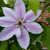Linda Pitts Phillips's profile image