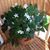 Diana Fairfield Weisflog's profile image