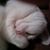 Christine Boswell's profile image