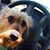 Dot Segebartt's profile image