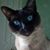 Stephanie Turner's profile image